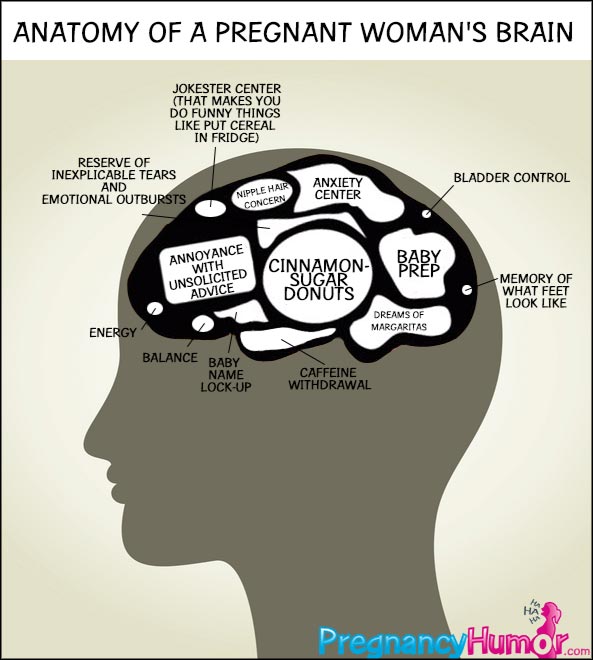 pregnancy-brain-anatomy1